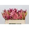 Nerine Mix