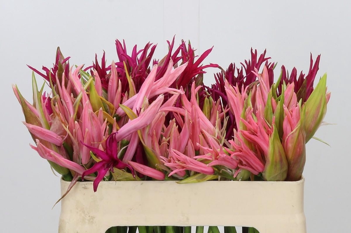 Nerine Mix