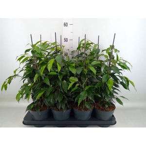 Ficus benja. 'Danielle'