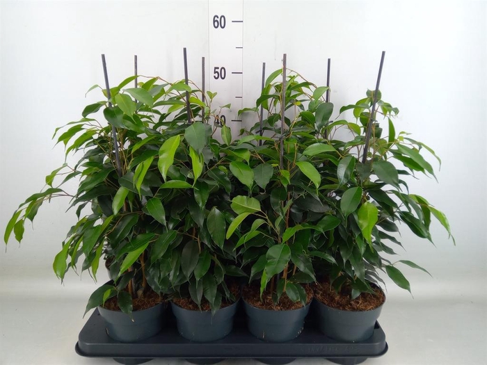 <h4>Ficus benja. 'Danielle'</h4>