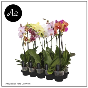 Phalaenopsis A2 Mix 1 spike – 12cm