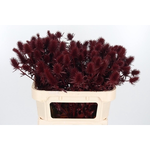 Eryn Supernova Kl Bh Bordeaux