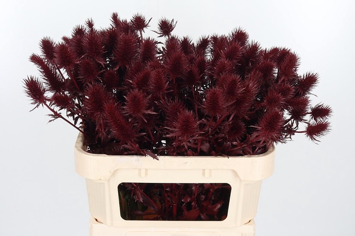 <h4>Eryn Supernova Kl Bh Bordeaux</h4>