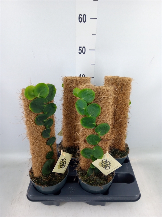 <h4>Planten   ...green L%</h4>