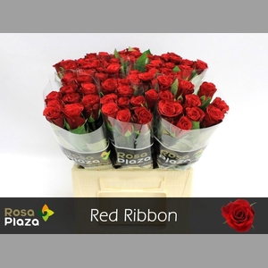 R GR RED RIBBON