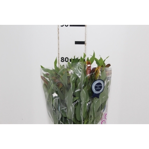 ALSTROEMERIA SENNA 080 CM
