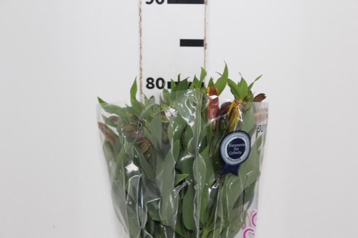 <h4>ALSTROEMERIA SENNA 080 CM</h4>