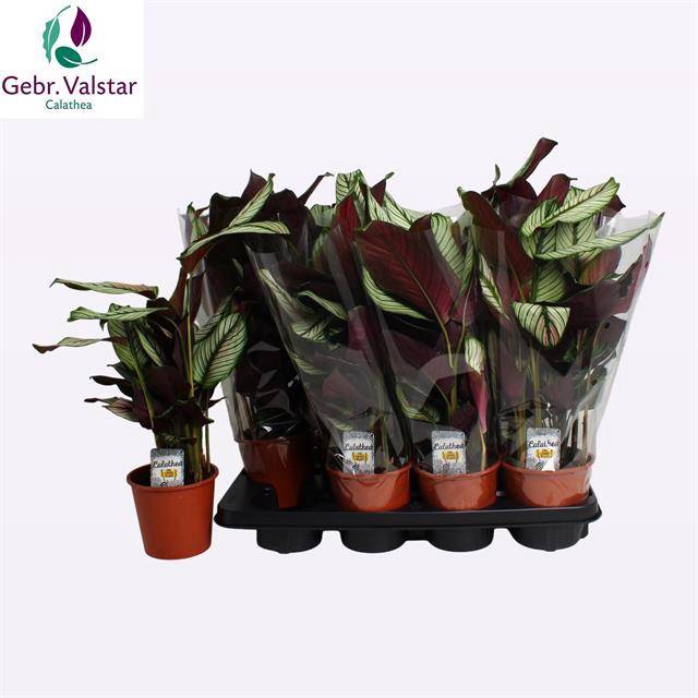 Calathea majestica Whitestar 14Ø 45cm