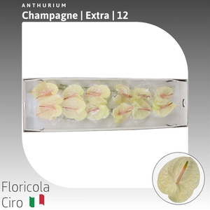 Anthurium Champagne