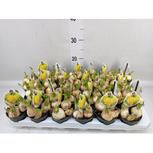 Narcissus DU 'Tete Boucle'