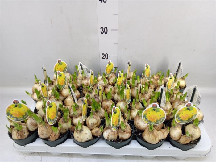 <h4>Narcissus DU 'Tete Boucle'</h4>