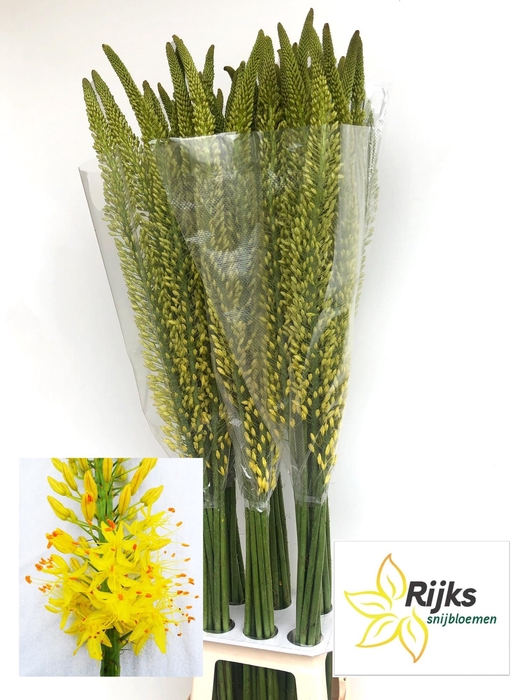 <h4>EREMURUS TAP DANCE</h4>