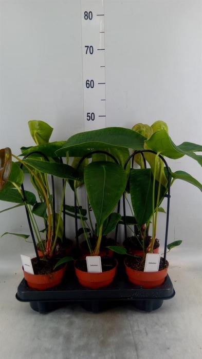 <h4>Anthurium ...</h4>