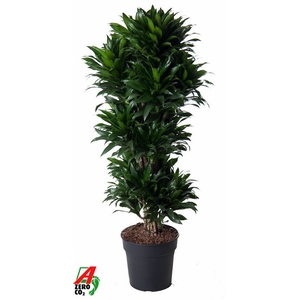 Dracaena Compacta