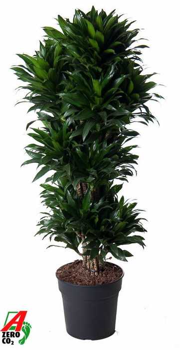 Dracaena Compacta