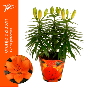 Lilium 13 cm oranje aziaten potcover (az. lelie)
