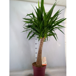 Yucca elephantipes   ...