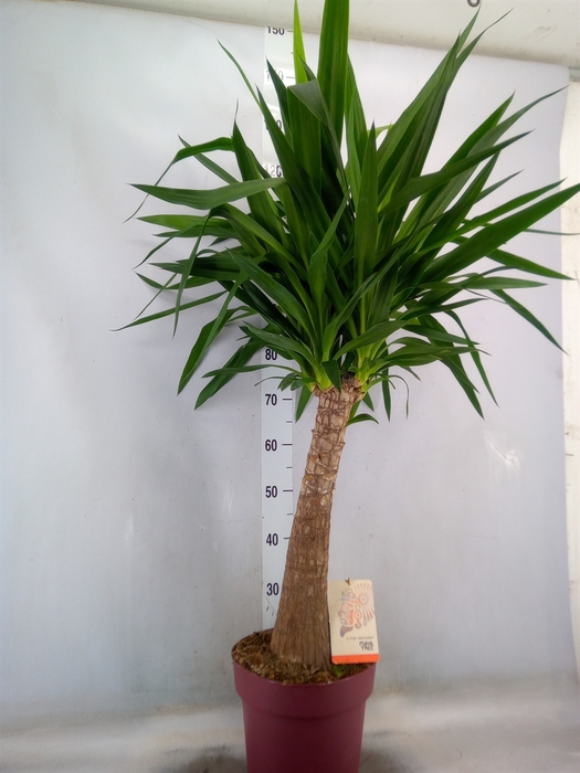 <h4>Yucca elephantipes   ...</h4>