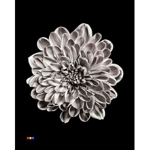 Chr T Altaj Grey