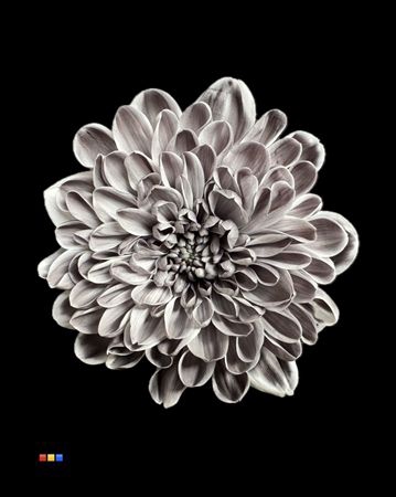 <h4>Chr T Altaj Grey</h4>