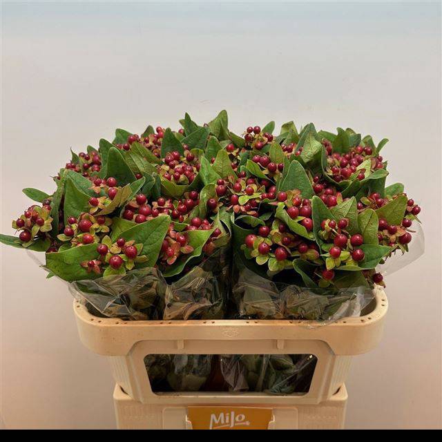 <h4>HYP MAG SEASONS</h4>