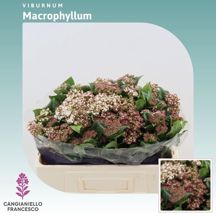 <h4>VIBUR T MACROPHYLLUM</h4>
