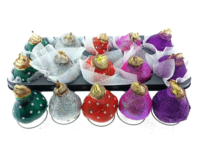 <h4>BLOEMBOL HIPPEASTRUM</h4>