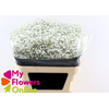 Gyps Pa Excellence White 80cm 750 gr EC