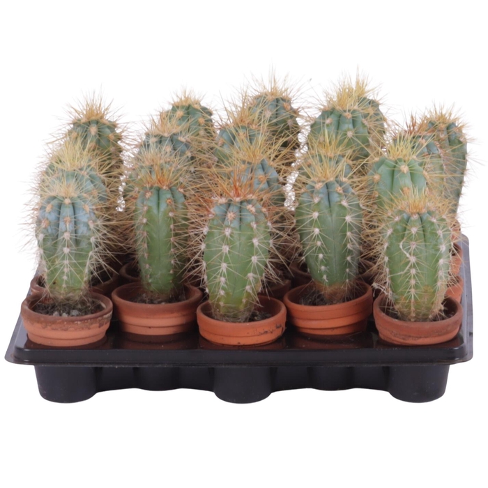 <h4>Pilocereus azureus 3,5 cm</h4>