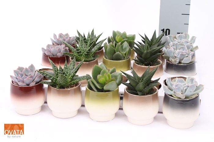 <h4>SUCC GEM 5 SRT</h4>