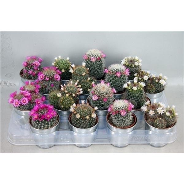 <h4>Cactus bloeiend gemengd</h4>