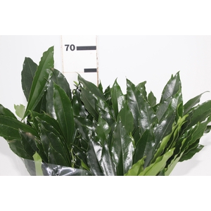 FOLHAGEM COCCULUS LAURIFOLIUS 050 CM