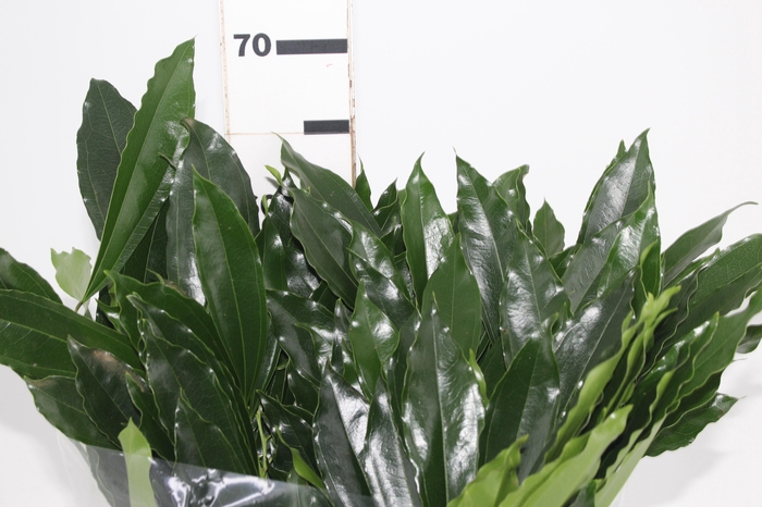 <h4>FOLHAGEM COCCULUS LAURIFOLIUS 050 CM</h4>