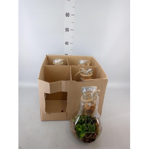 Arr.   Kamerplant Groen H%