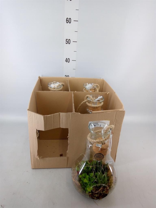 <h4>Arr.   Kamerplant Groen H%</h4>