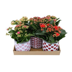 Kal Ge Gemengd In Decopot