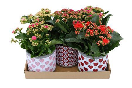 <h4>Kal Ge Gem Ceramic</h4>