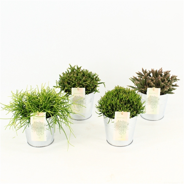 <h4>Rhipsalis gemengd P10,5 in zink</h4>