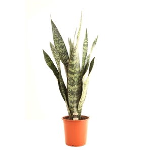 Sansevieria P21 Jamaiquina 1PP