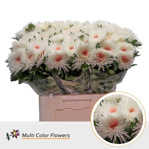 Chrysanthemum PL   ...colored H%