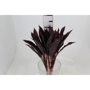 FOLHAGEM DRACENA RUBRA VINHO