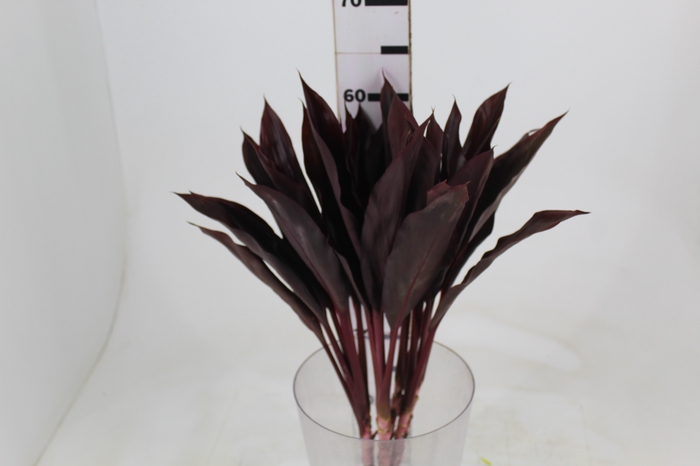 <h4>FOLHAGEM DRACENA RUBRA VINHO</h4>