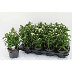 ASTE MAGIC WHITE