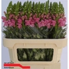 Antirrhinum Po Pink