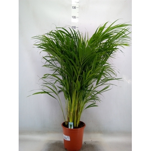 Dypsis lutescens   ...Chrysalidoca