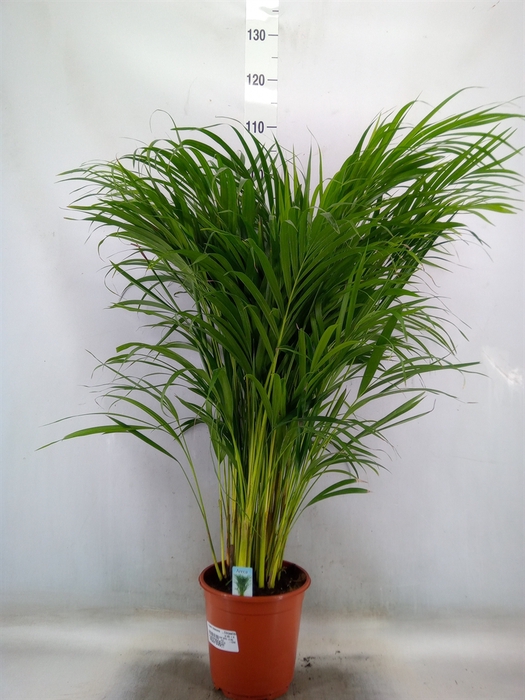 <h4>Dypsis lutescens   ...Chrysalidoca</h4>