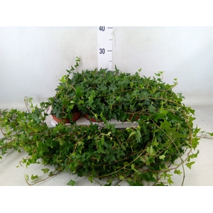Hedera helix 'Shamrock'