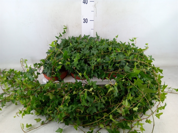 <h4>Hedera helix 'Shamrock'</h4>