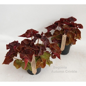 Begonia
