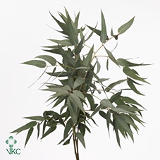 <h4>Leaf eucalyptus pauciflora per bunch</h4>
